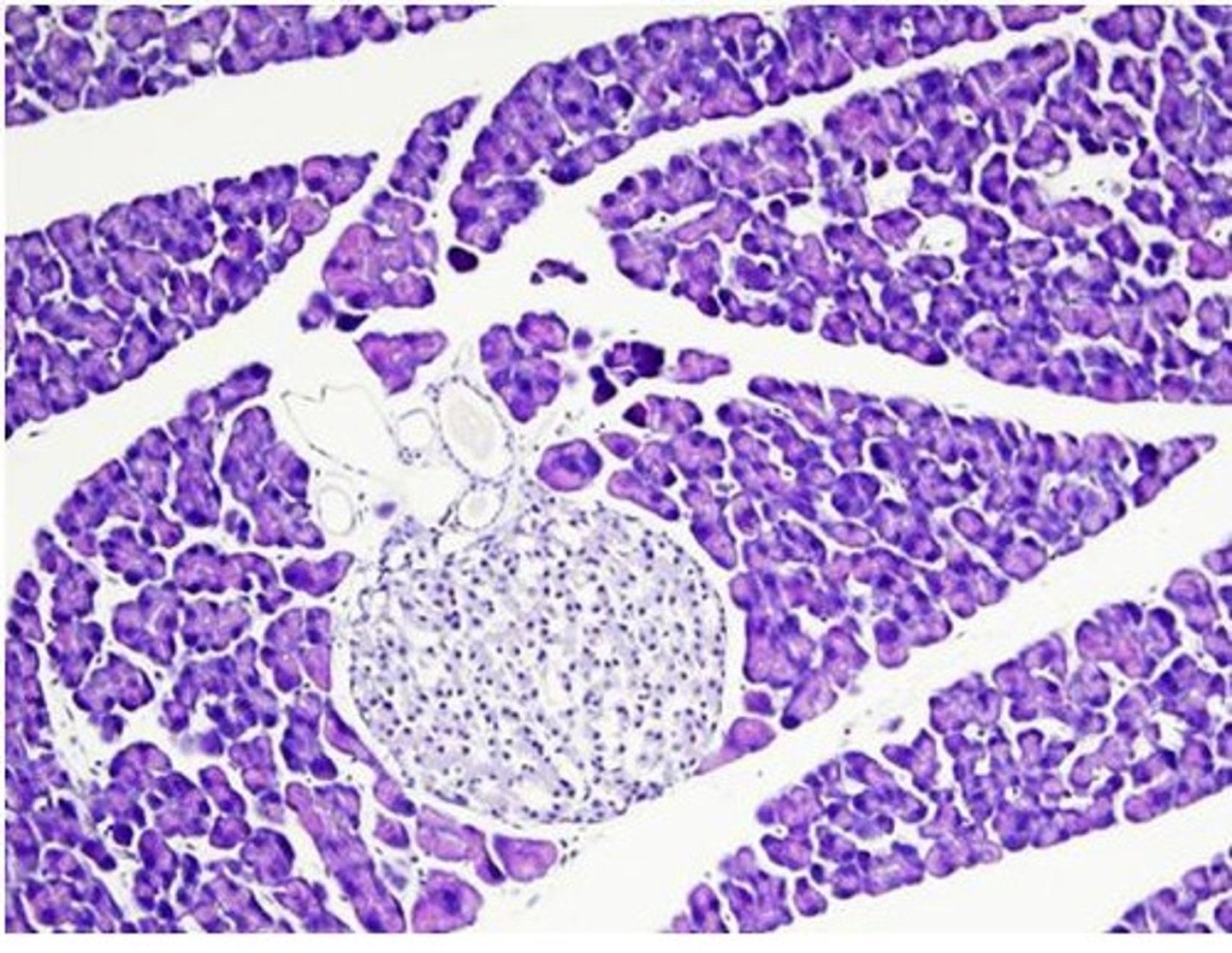 <p>mixed gland. Ducts (shown) that secrete digestive enzymes and ions (exocrine function)</p>