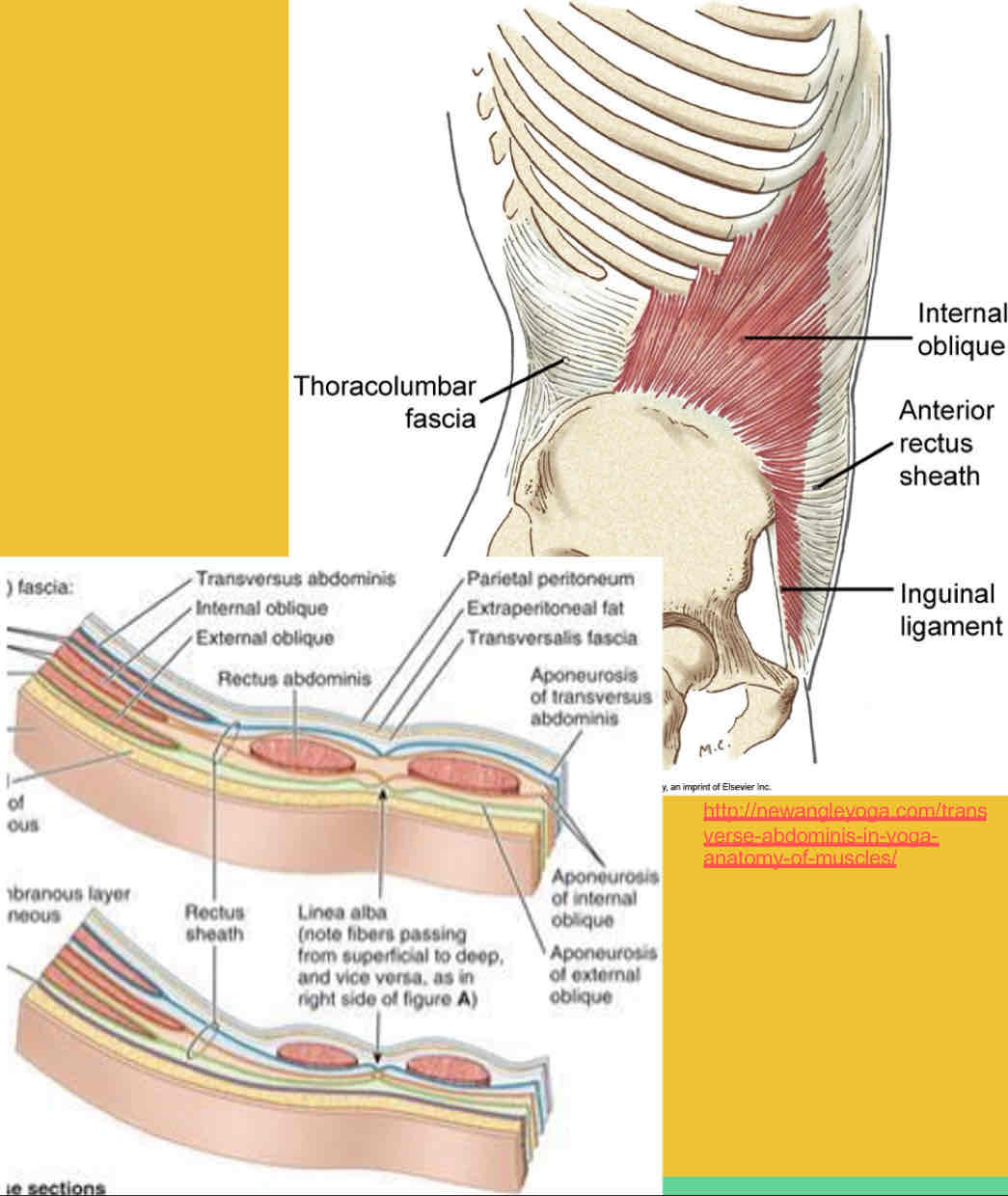 <p>Internal Oblique Origin</p>