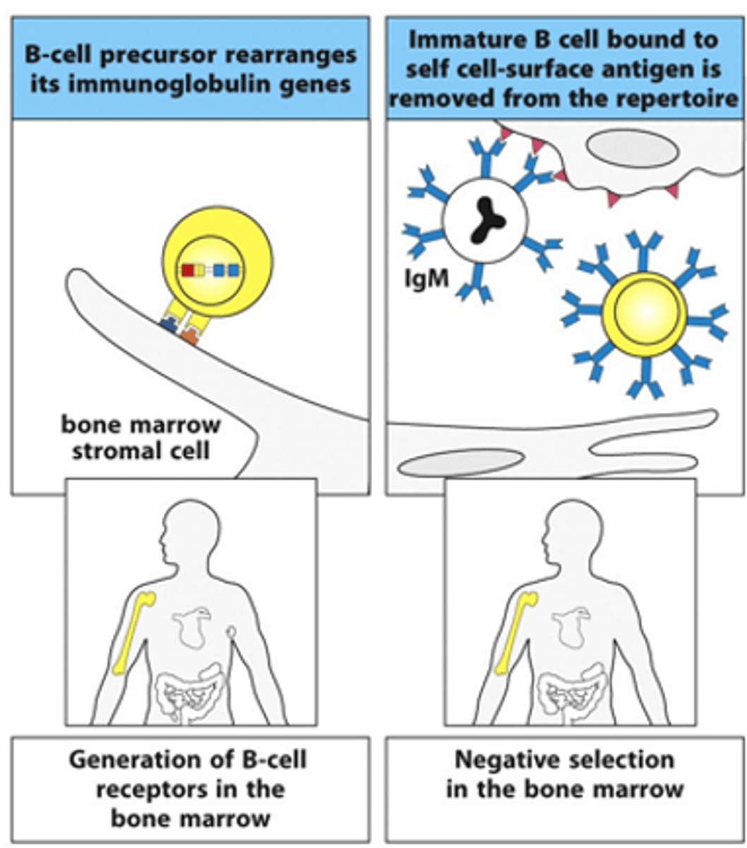 <p>- Starts in the bone marrow</p><p>- B cell precursor interacts with the bone marrow stromal cells</p><p>--&gt; Stem cell niche in bone marrow is very important (lots of microenvironments and lots of things that help it grow, e.g growth factors)</p><p>--&gt; Gene segment rearrangement starts to occur</p><p>--&gt; B cell starts to generate surface receptor (1st class of this is always IgM)</p><p>- These receptors get tested on self-antigens:</p><p>--&gt; If it recognises it, cells are given a negative selection signal and then the cells goes through apoptosis</p>