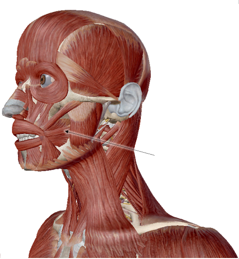 <p>name the muscle</p>