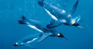 <p>Penguins and their fins would help them swim long distances and adapt better than polar bears for example. </p>