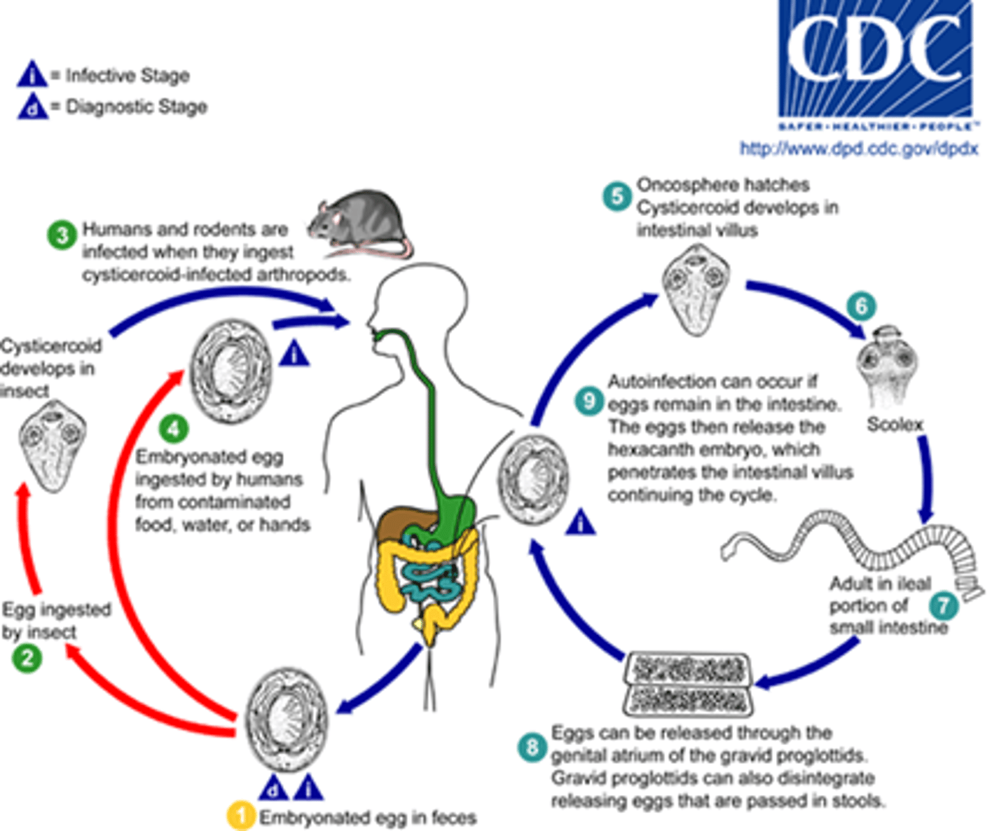 <p>Helminth (Cestode)</p><p>symptoms - asymptomatic or symptoms if heavy word burden</p><p>geographic region - most common tapeworm in U.S., but found globally</p><p>transmission - ingestion of embryonated egg or arthropod with cysticercoid larva</p><p>specimen &amp; identification - microscopic examination of stool</p><p>pathogenic? - yes</p>