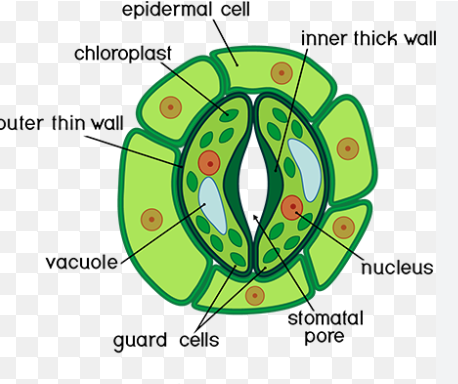 <p>needed for transpiration</p>