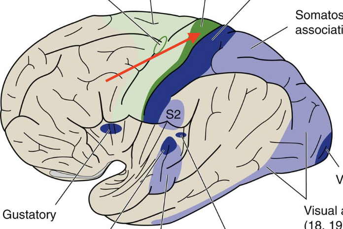 <p>Broadmann area 4, controls contralateral body movements</p>