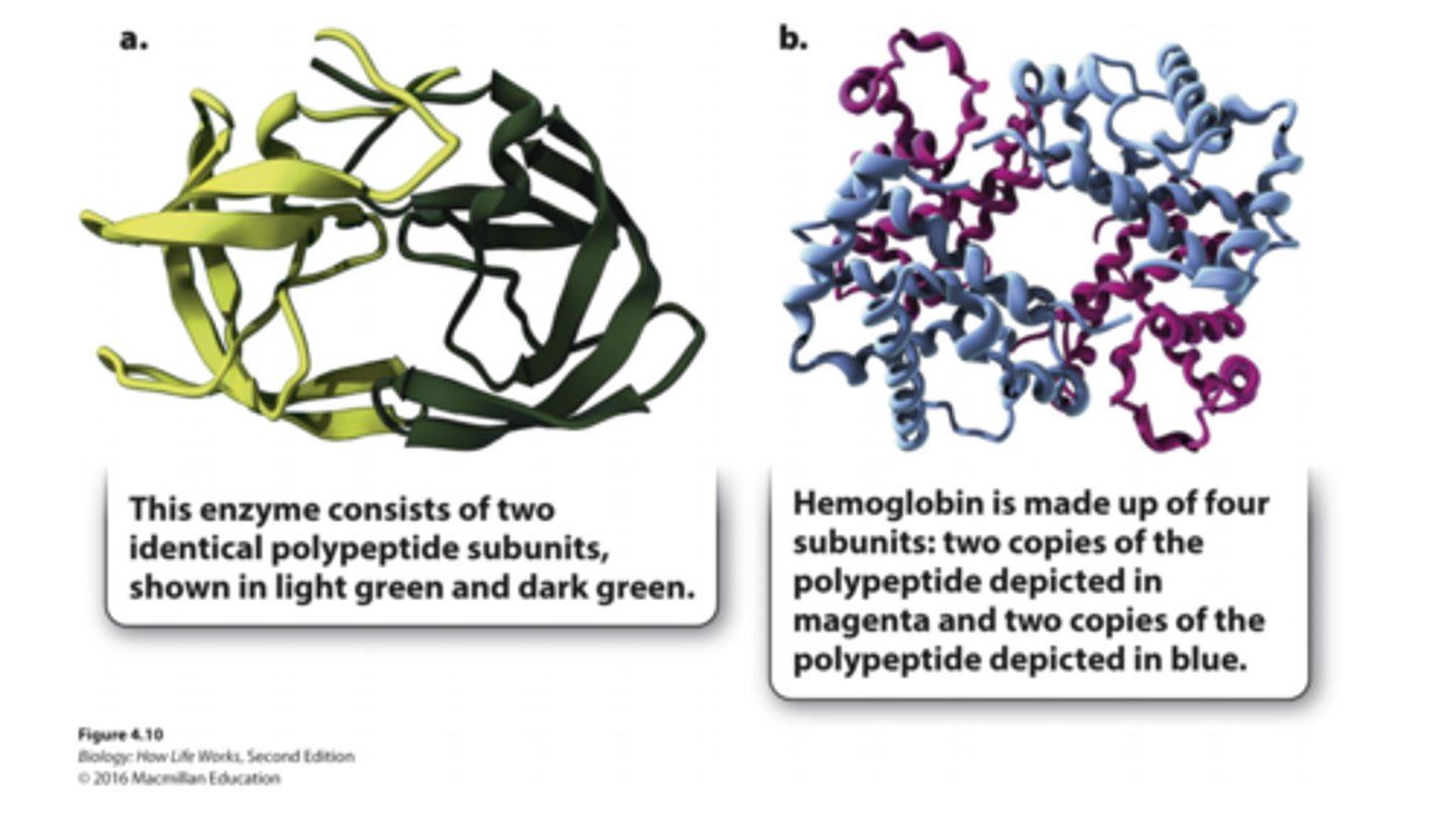 <p>-structure results from interactions of polypeptide subunits</p>