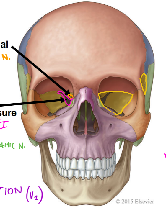 <p>the yellow bones are:</p>