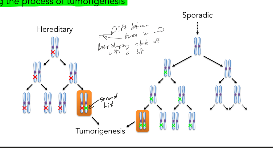 <ul><li><p>States that 1 mutation is constitutional (inherited), 2nd allele is mutated somatically (2nd hit) starting the process of tumorigenesis for famililial cancers </p></li><li><p>Cancer is the result of accumulated mutations</p></li></ul><p></p>