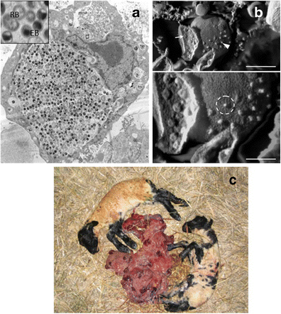 <ul><li><p>Exposure via ingestion, inhalation, or veneral</p></li><li><p>Placenitis (most common), fetus is well preserved of mummified </p></li></ul><p></p>