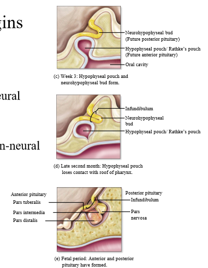 <p>Downgrowth of tissue from brain (neural extension)</p>