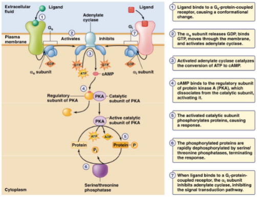 <ul><li><p>they have a <mark data-color="blue">binding site for ligands</mark> and a <mark data-color="blue">g subunit on the inside</mark> of the cell</p></li><li><p>when the protein is activated, the <mark data-color="blue">g-protein converts GDP to GTP</mark>, activating adenylate cyclase</p></li><li><p>activated <mark data-color="blue">adenylate cyclase converts ATP to cAMP</mark></p></li><li><p><mark data-color="blue">cAMP binds to PKA,</mark> which then causes it to activate and cause effects within the cell</p></li></ul>