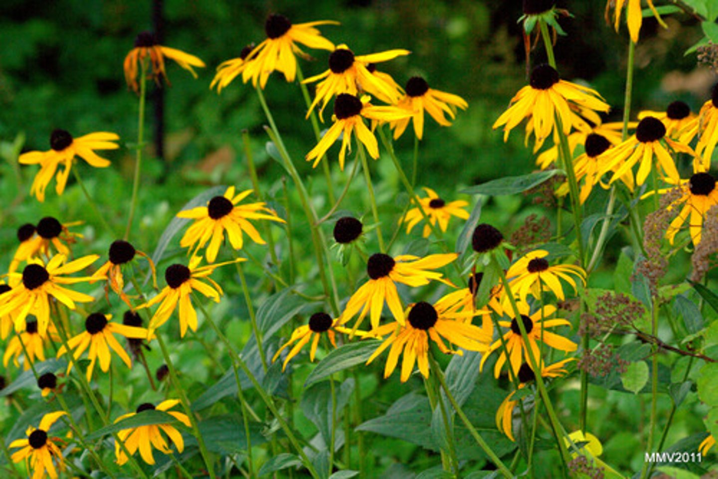 <p>Rudbeckia hirta</p>