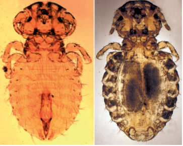 <p>What is this ectoparasite?</p>