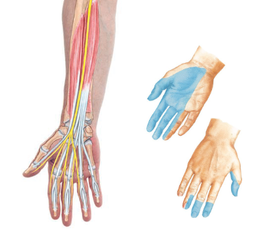 <p>Median Nerve</p>