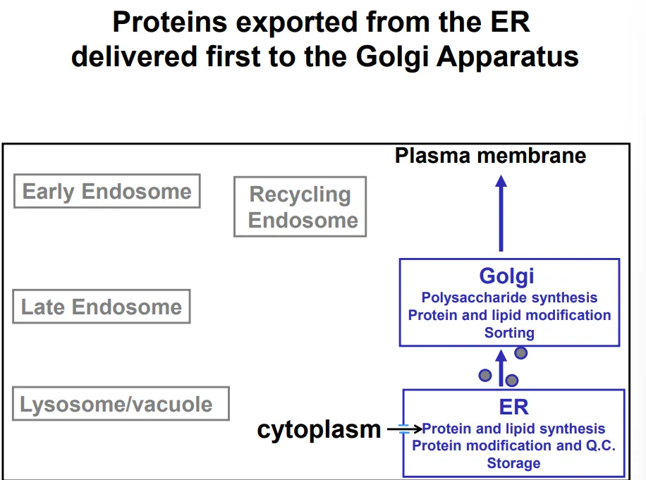 <ul><li><p>the proteins are <strong>translocated co-translationally</strong> by the ribosomes of the <strong>rough ER</strong>, either integrating into the membrane or being released into the lumen</p></li><li><p>during this process, <strong>N-linked glycans</strong> are added- short <strong>oligosaccharides </strong>(sugar chains) are <strong>coupled </strong>to the protein via a <strong>nitrogen </strong>in an <strong>asparagine </strong>residue</p></li><li><p>this is used as a <strong>signal </strong>throughout the secretion process to determine whether the protein is <strong>folded and modified correctly</strong> (controlled by chaperone proteins), as the glycan chain is <strong>truncated </strong>and <strong>edited </strong>at different points, for <strong>quality control</strong></p></li><li><p>the proteins are transported from the ER to the <strong>golgi</strong> <strong>apparatus </strong>by the membrane <strong>budding </strong>into<strong> COP-II vesicles </strong>(so that they don’t need to cross membranes to be secreted)- this is also used to transport lipids produced by the <strong>smooth ER</strong></p></li><li><p>the golgi apparatus (cis → medial → trans layers of cisternae) is a <strong>polysaccharide factory</strong>, which <strong>modifies </strong>the existing<strong> N-glycan chains</strong> for signalling and adds further polysaccharides of functional importance for <strong>glycoproteins </strong>and <strong>glycolipids</strong></p></li><li><p>the vesicles bud off again and <strong>release </strong>the contents of the <strong>lumen </strong>(topologically equivalent to extracellular space) out of the cell, either <strong>immediately </strong>or following an <strong>external signal</strong>, in the case of <strong>regulated </strong>secretory vesicles</p></li></ul><p></p>