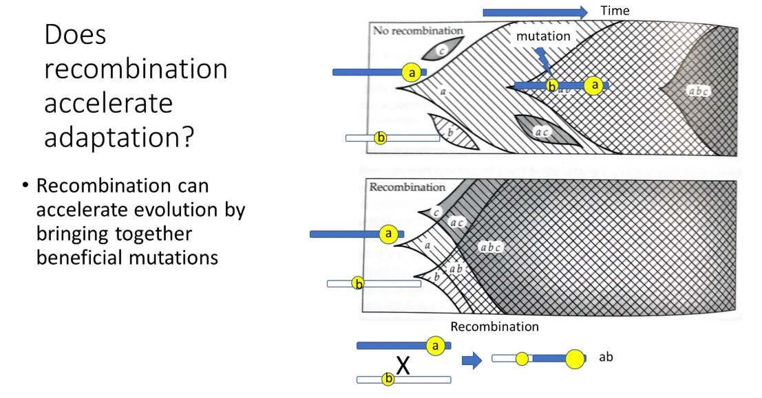 <ul><li><p><strong>recombination accelerates adaptation</strong> and evolution by bringing together beneficial mutations</p></li><li><p><strong>without </strong>recombination (in a haploid population), two beneficial alleles would have to <strong>compete </strong>with each other, as they could never be inherited together</p></li><li><p>in the top diagram, without recombination, b and c are outcompeted by a, and ac is outcompeted by ab</p></li><li><p>in the bottom diagram, with recombination, evolution happens much faster because the beneficial mutations can combine</p></li><li><p><strong>sexual reproduction creates much greater genetic diversity through recombination</strong></p></li></ul><p></p>