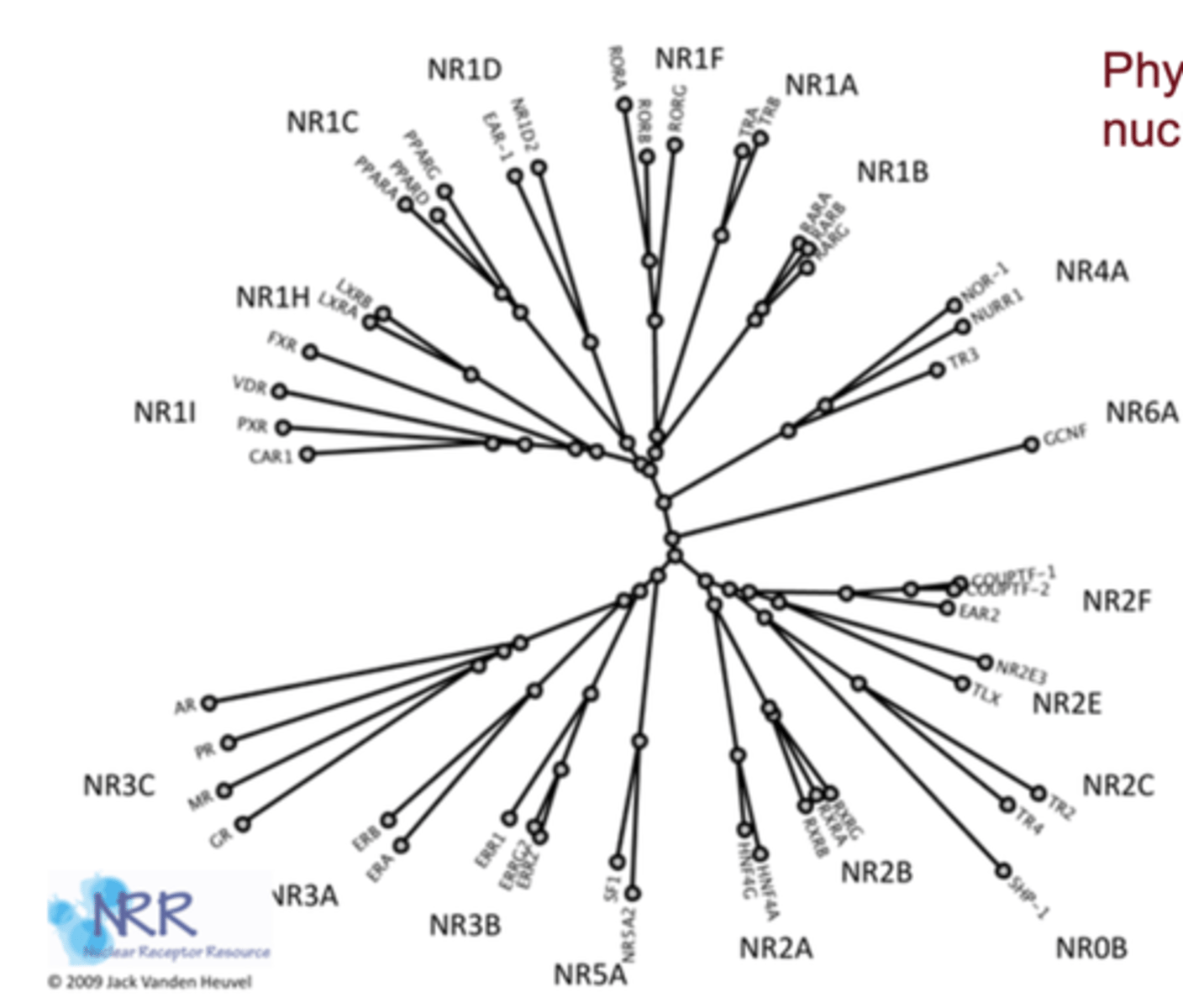 <p>their structures are conserved across species and likely derived from a common ancestral receptor gene</p>