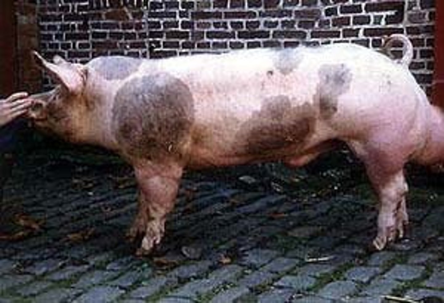 <p>- Terminal breed</p><p>- Originated in Belgium</p><p>- Known for their ability to improve pork quality in crosses</p><p>- Identified by their shorter legs, light spots, and erect ears</p>
