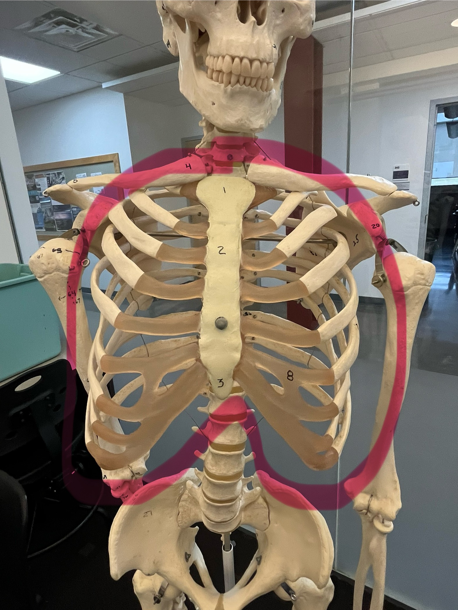 knowt flashcard image