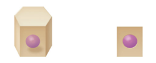 <p>Cells that have a basic cube shape. Typically the cell’s height and width are about equal.</p>