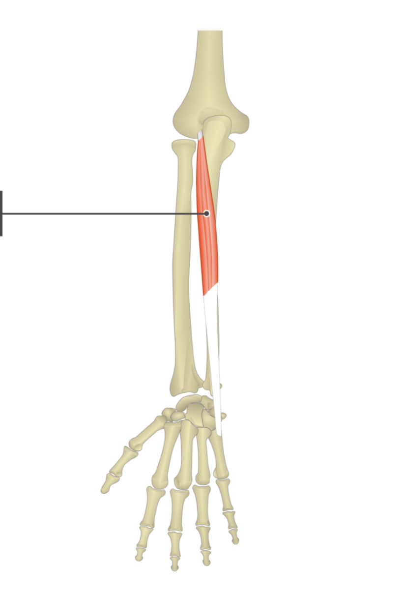 <p>origin: lateral epicondyle of humerus</p><p>insertion: metacarpal V</p>