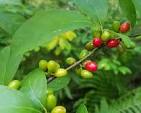 <p><span>Bright red drupe berries with waxy flesh and a single seed.</span></p>
