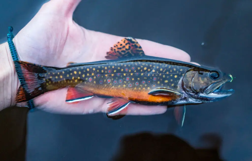 <p>Brook Trout </p>