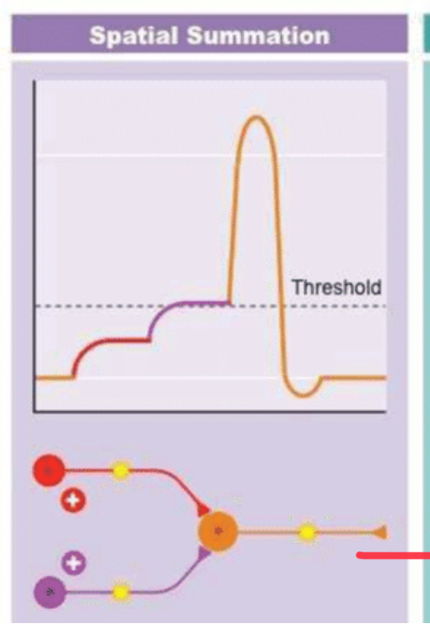 <p>Tap salt and pepper shaker</p><p>Action potentials from different sources</p>