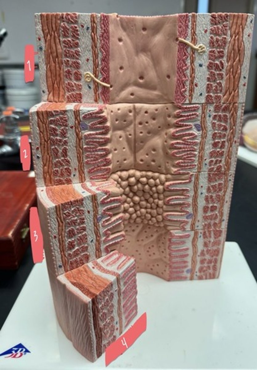 <p>What digestive organ is displayed by 1?</p>