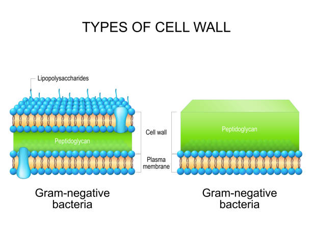 <p><strong>Grampositiu</strong>: paret cel·lular formada per peptidoglicans (tinció de gram: violeta/blau fosc, no reté el cristall violeta)</p><p></p><p><strong>Gramnegatiu</strong>: paret cel·lular formada per una membrana externa amb lipopolisacàrids i peptidoglicans (tinció de gram: rosa) (doble membrana)</p>