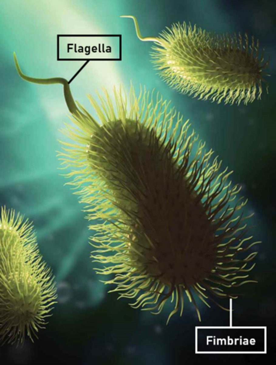 <p>Bacteria use these for chemotaxis.</p>