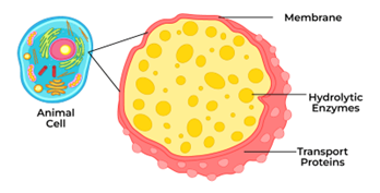 <p>Lysosomes contain digestive enzymes to break down and recycle foreign materials in the cell.</p>
