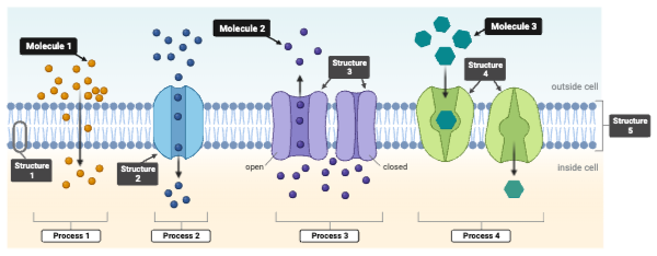 <p>Which process requires a concentration gradient to drive molecules across the plasma membrane, with or without a protein transporter?&nbsp;Select <strong>all</strong> that apply.</p><ul><li><p><span>a. Process 1</span></p></li><li><p><span>b. Process 2</span></p><p></p></li><li><p><span>c. Process 3</span></p><p></p></li><li><p><span>d. Process 4</span></p></li></ul><p></p>