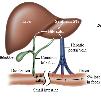 <p>Bile acids secreted into duodenum, digest fats, then move to ileum. The ileum reabsorbs bile acids into portal circulation by enterocytes</p><p></p>