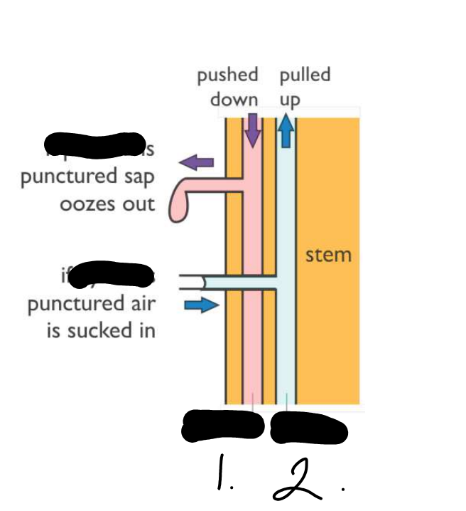 term image