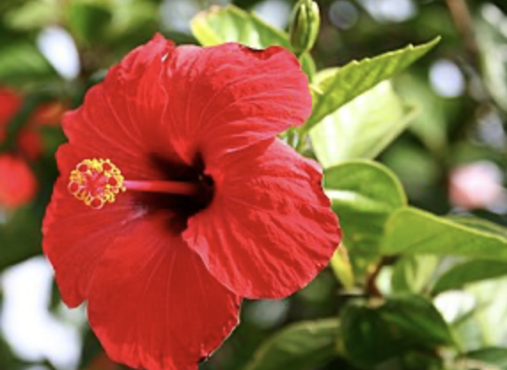 <p>Tropical hibiscus</p><p>rounded leaves with round toothing, flowers are distinct </p><p>is a shrub </p>