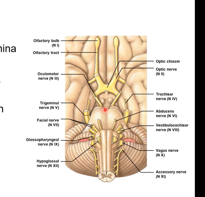 <ul><li><p>emerge from foramina in the cranium and go out of skull</p></li><li><p>contain sensory or motor fibres or combination of both</p><ul><li><p>whether they’re responsible of sensation only or motor only or a combination of both</p></li></ul></li><li><p>twelve pairs</p><ul><li><p>Goes anterior to posterior to inferior as we make our way down the brainstem</p></li></ul></li></ul><p></p>