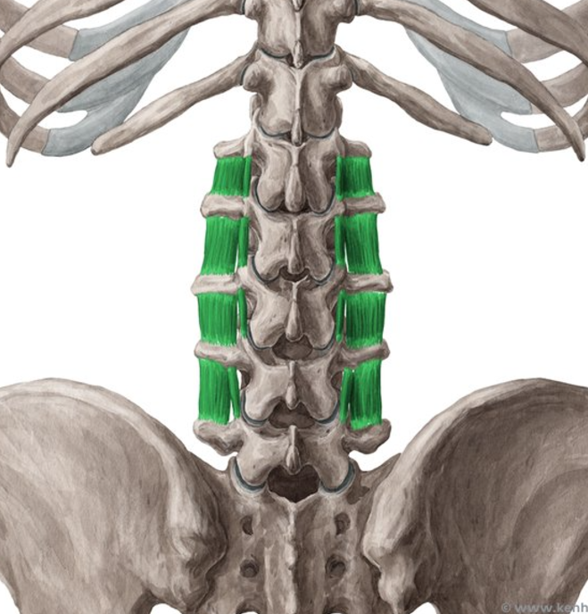 <p>Intertransversarii muscle group</p>