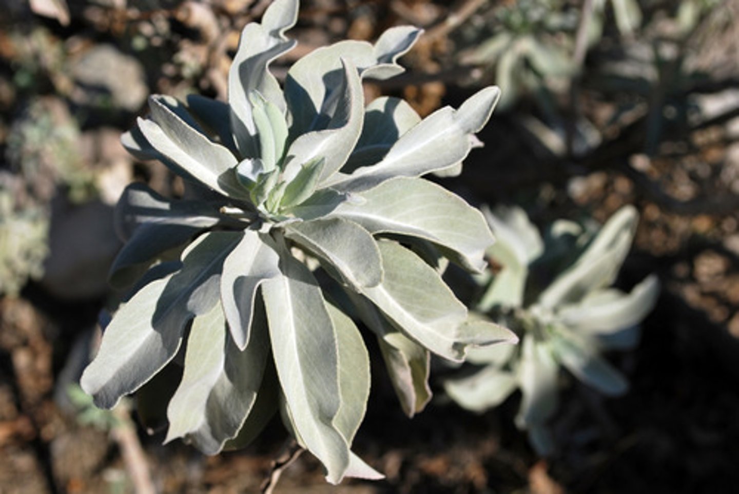 <p>white sage flowers; unopened in early spring</p>