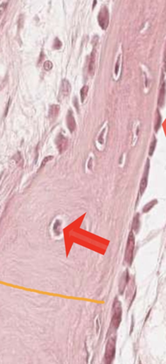 <p>Belägna i lakuner inuti benet</p><p>Kommunicerar via utskott som löper genom canaliculi</p>