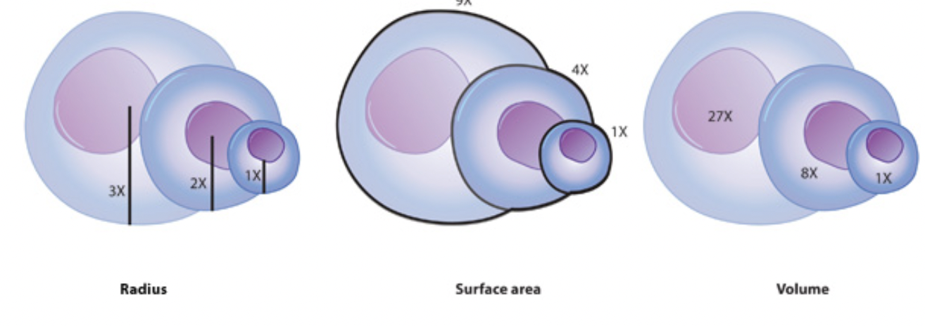 <ul><li><p><span style="background-color: transparent; font-family: &quot;Proxima Nova&quot;, sans-serif;">Too large → cannot exchange matter efficiently (nutrients can’t travel inside the cell fast enough, or wastes can’t be transported out fast enough).&nbsp;</span></p></li><li><p><span style="background-color: transparent; font-family: &quot;Proxima Nova&quot;, sans-serif;">Too small → not enough materials can fit inside, or heat and nutrients diffuse out too fast to keep the cell alive.</span></p></li></ul><p></p>