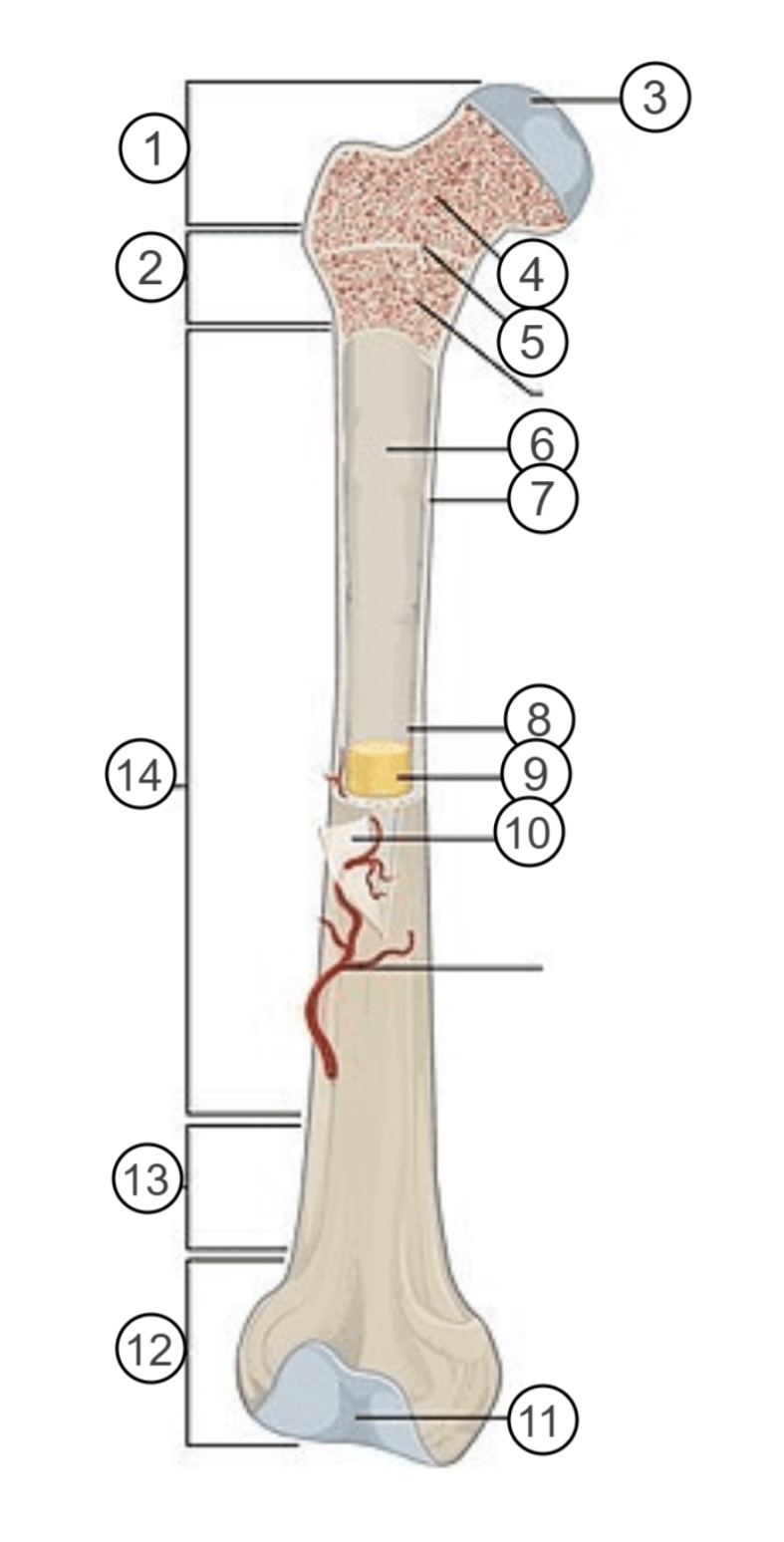<p>11</p>