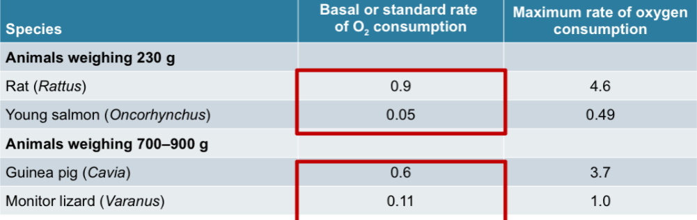 <p><span>Resting rates of O2 consumption of fish, amphibians, reptiles are typically lower (1/10th to 1/4) than basal rates for mammals</span></p>