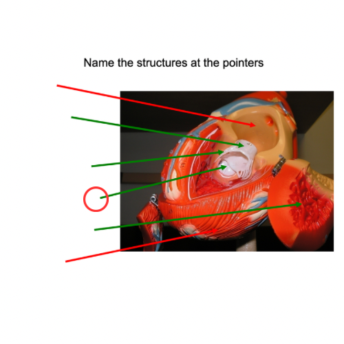 term image