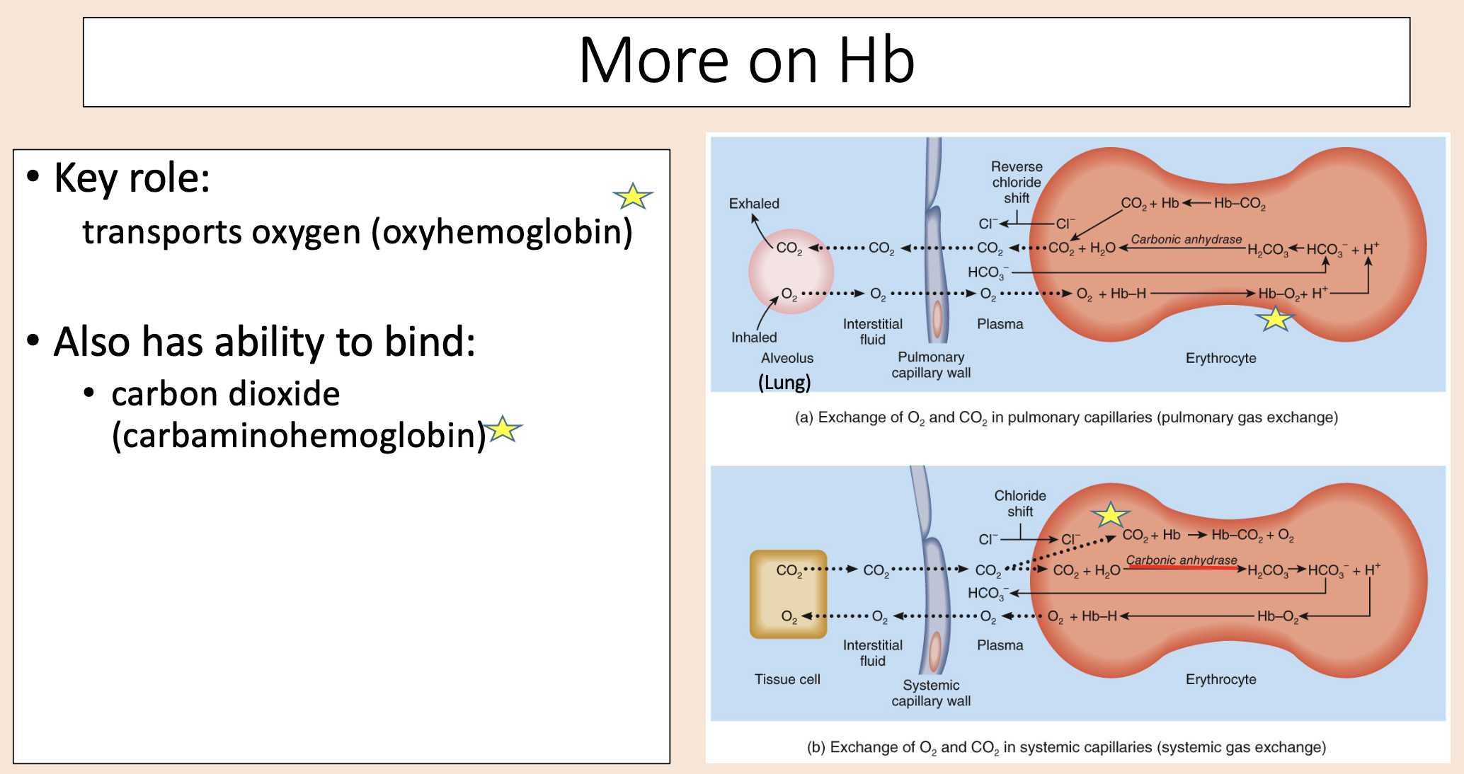 <p><span><span>Carbon dioxide (carbaminohemoglobin).</span></span></p>