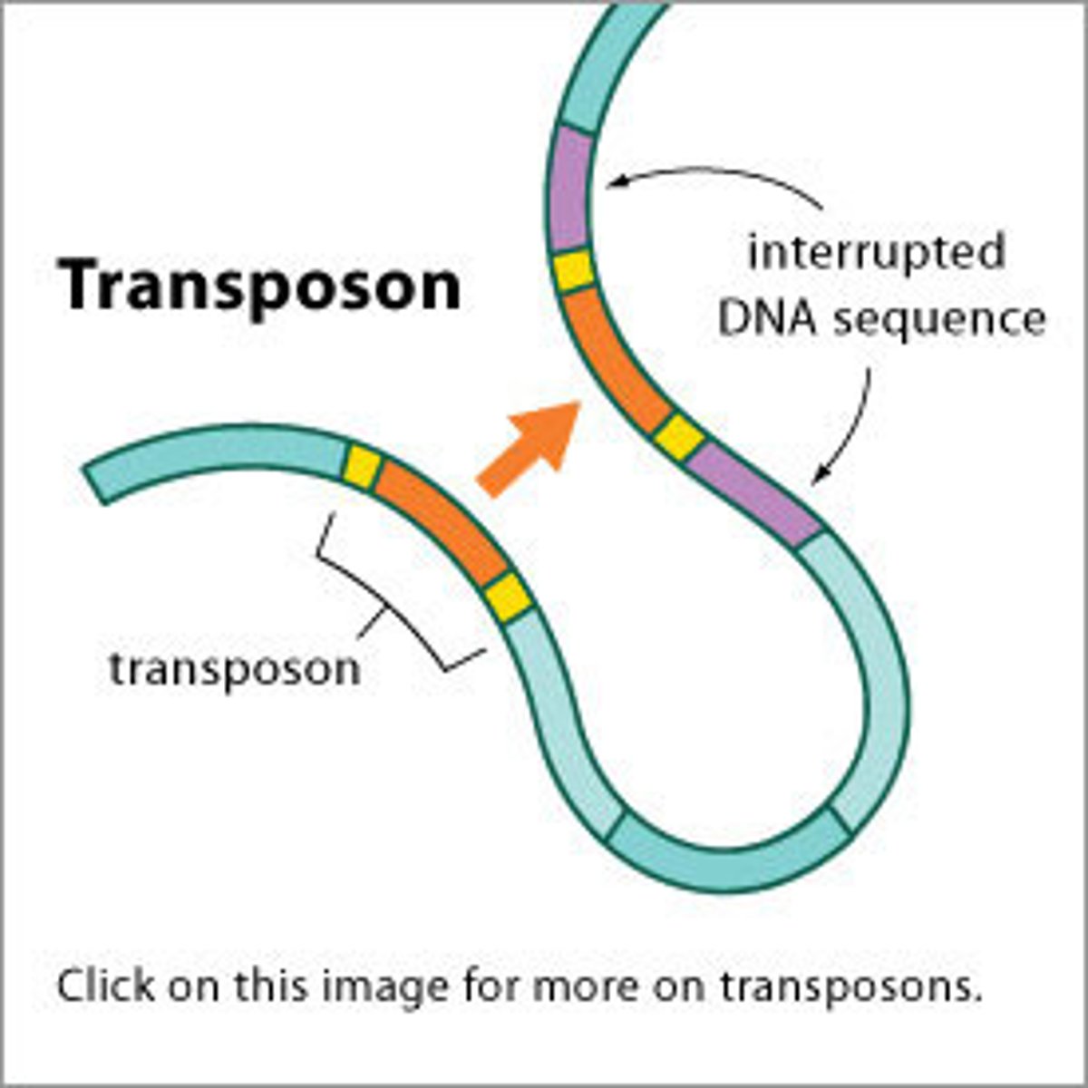 <p>Transposable elements can be responsible for activation or inactivation of genes in an organism.</p><p>Transposable elements move from one location to the next within DNA molecule via transposition, faciliated by enzyme transposase. </p><p>1) Conservative transposition = transposon removed from one location and relocated to another</p><p>2) Replicate transposition = transposon can be copied, with the copy being inserted at a second site. </p>
