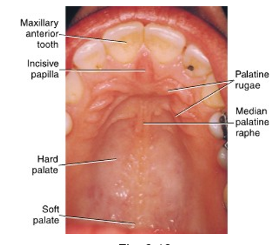 <ul><li><p>anterior part of palate appears as whiter-pink tissue that is immobile and firm</p></li><li><p>cushioned feeling is noted when hard palate palpated in posterior lateral zones and firmer in the medial zone as a result of the absence of submucosa in the middle</p></li><li><p>lateral zones consists of submucosa and salivary glands</p></li><li><p>masticatory mucosa </p></li></ul><p></p>