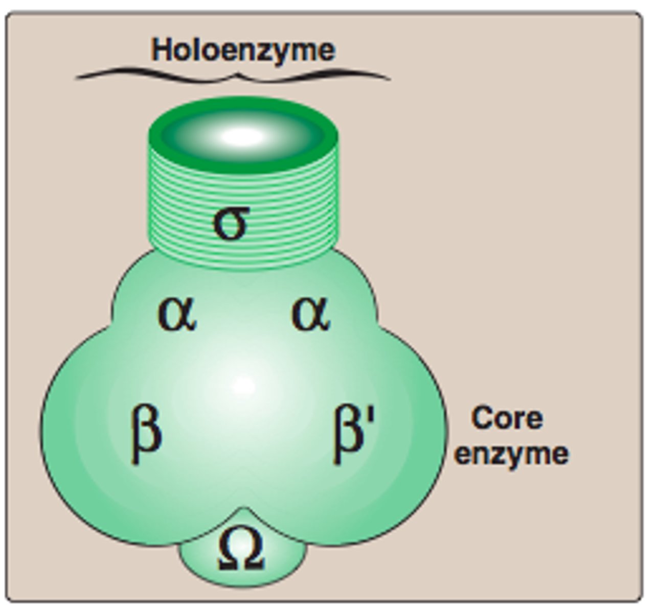 <p>For transcription initiation, the core enzyme associates with a σ (sigma)factor</p><p>- α₂ β β′ ω + σ</p>