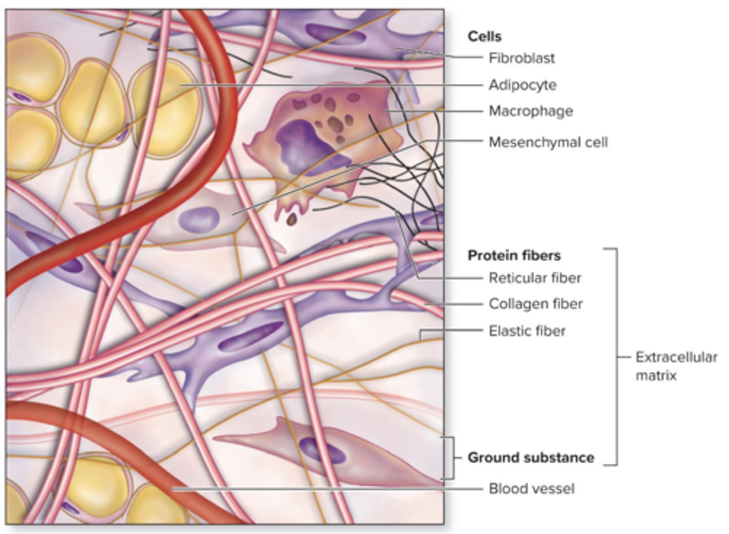 <p>Various cells in different types of connective tissue. Ex: fibroblasts, osteocytes, and adipocytes</p>