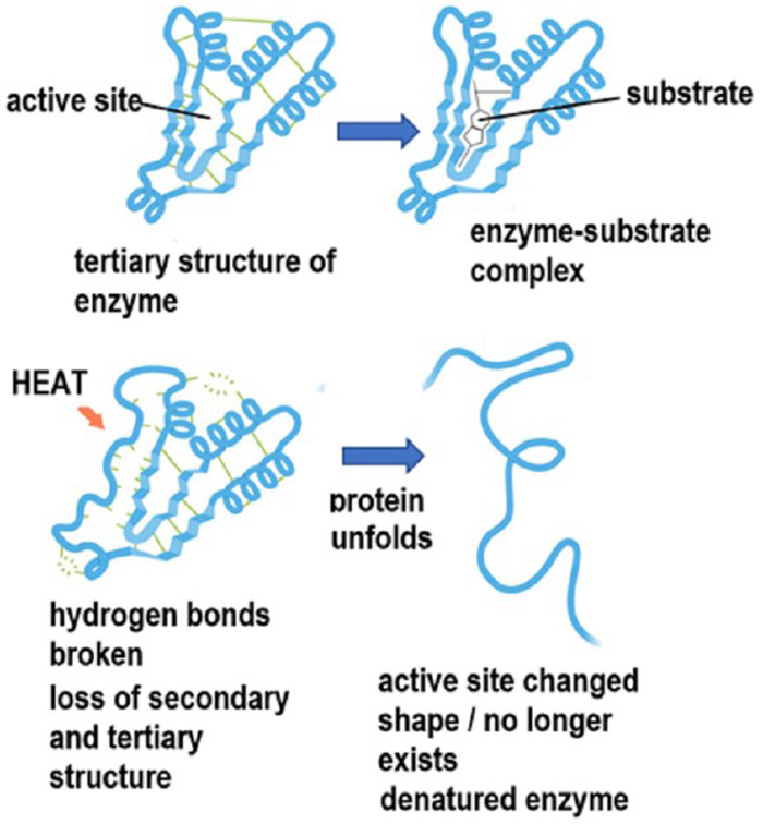 <p>When an enzyme is fully denatured, its active site changes shape and can no longer form bonds with the substrate, effectively stopping its function. </p>