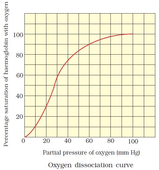 <p>It shows that it’s initally hard for oxygen to bind to haemoglobin but once the first oxygen molecule has bonded to a binding site it’s easier for the next 2 but become harder again for the 4th/last binding site &amp; oxygen molecule.</p><ul><li><p>we can see this through the changes in rate and percentage saturation</p></li></ul><p></p>